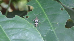 Chlorophorus signaticollis