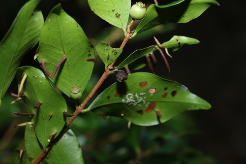Image of Scrub Ironwood (Gossia acmenoides) by (c) Greg Tasney, some rights reserved (CC BY-SA)