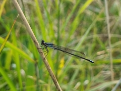 Pseudagrion salisburyense