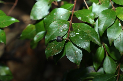 Gossia acmenoides (F.Muell.) N.Snow & Guymer