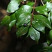 Gossia acmenoides - Photo (c) Greg Tasney, some rights reserved (CC BY-SA), uploaded by Greg Tasney