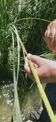 Typha domingensis