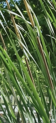 Typha domingensis