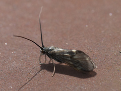 Brachycentrus