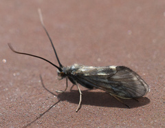 Brachycentrus