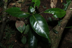 Endiandra globosa
