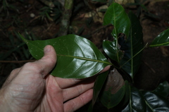 Endiandra globosa