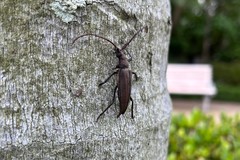 Aegolipton marginale