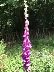 Digitalis purpurea