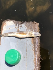 Cobitis taenia