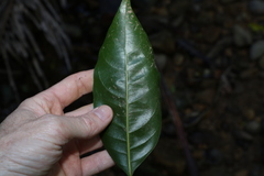 Endiandra globosa
