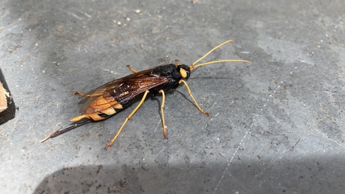 Giant Woodwasp, Jekerschans, Maastricht, Limburg, NL, photo 10 of 10