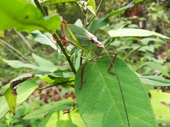 Pterophylla beltrani