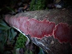 Hymenochaete sphaericola