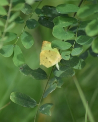 Abaeis salome jamapa