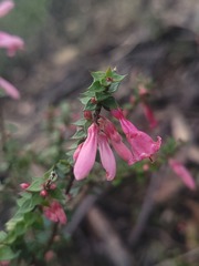 Epacris reclinata