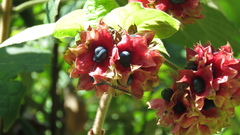 Clerodendrum canescens
