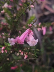 Epacris reclinata