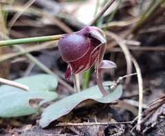 Corybas unguiculatus