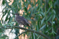 Sturnus vulgaris