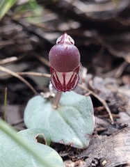 Corybas unguiculatus