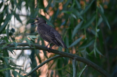 Sturnus vulgaris