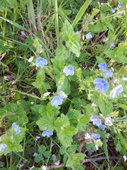 Veronica chamaedrys