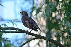 Sturnus vulgaris