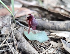 Corybas unguiculatus
