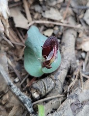 Corybas unguiculatus