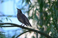 Sturnus vulgaris