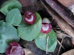Corybas undulatus