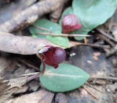 Corybas unguiculatus