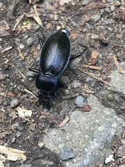 Carabus scheidleri