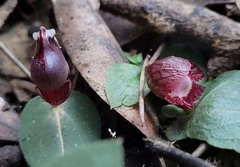 Corybas undulatus