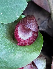 Corybas undulatus