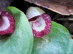 Corybas undulatus