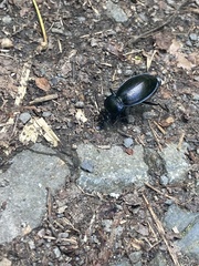 Carabus scheidleri