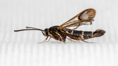 Synanthedon conopiformis