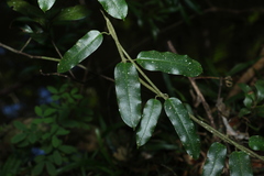 Leichhardtia flavescens