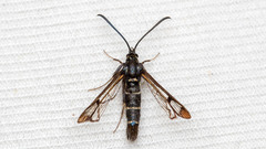 Synanthedon conopiformis