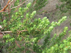 Cliffortia polygonifolia