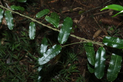 Leichhardtia flavescens
