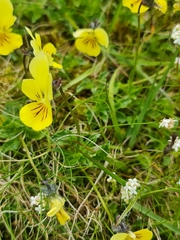 Viola lutea