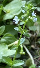 Veronica serpyllifolia