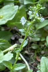 Veronica serpyllifolia