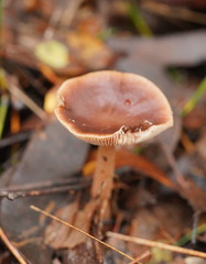 Lentinellus tasmanicus