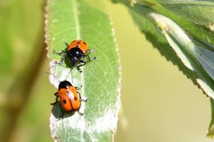 Cryptocephalus bipunctatus