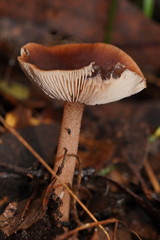 Lentinellus tasmanicus