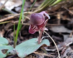 Corybas unguiculatus
